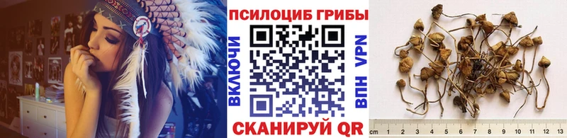 мега маркетплейс  Королёв  Псилоцибиновые грибы Cubensis 